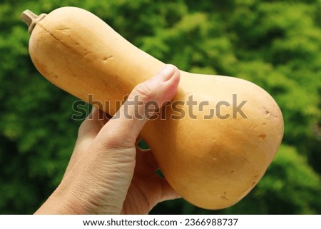 Closeup of a Ripe Butternut Squash in Hand with Blurry Green Foliage in Background