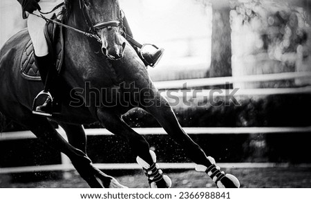 This is a black- white photo of a horse galloping at a competition, kicking up dust as it moves. The bright sun shines down on the horse and rider. The equestrian sports and the beauty of horsemanship Royalty-Free Stock Photo #2366988841