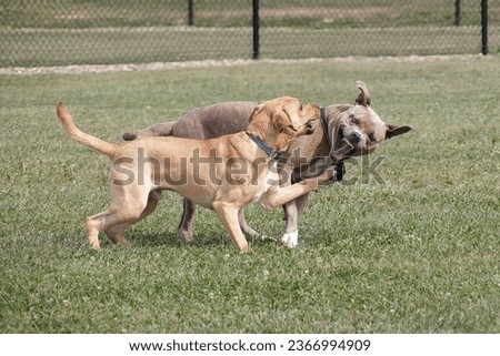Two energetic brown dogs with white markings chasing each other around a green dog park.