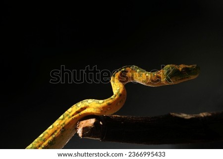 Green python chicks or Morelia viridis, mostly yellow in color.