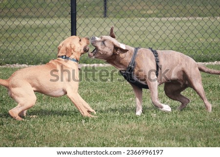 Two brown dogs wrestling and play fighting in a green dog park. 