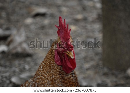 A rooster chicken head photo having red single type red comb