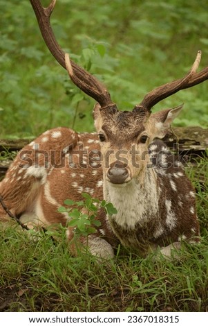 The Spotted deer captured at mudumalai