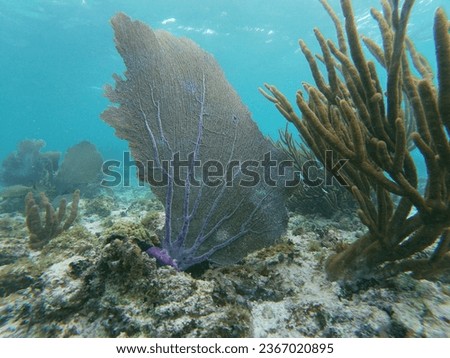 Coral reef in the Mexican Caribbean sea