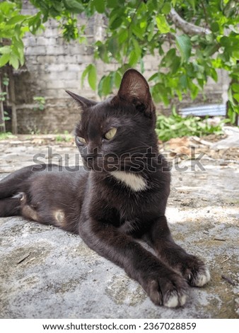 close up portrait of an adult wild black cat relaxing on a cement floor with an outdoor background