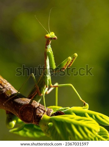 Female European Mantis or Praying Mantis, Mantis Religiosa. Green praying mantis. Royalty-Free Stock Photo #2367031597