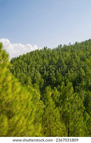 Green and Lush Forest at Swat Valley Pakistan. Dated 17th September 2023.