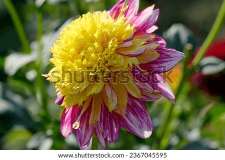 Gorgeous blooming dahlia closeup on a sunny autumn day, macro photography, floral background, design element.