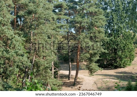 Forest landscape with coniferous trees on an autumn sunny day, preparation for design projects, banners, website design.