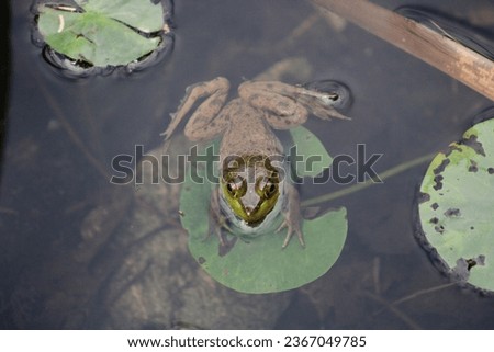 A american bullfrog resting on a lily pad in the pad.