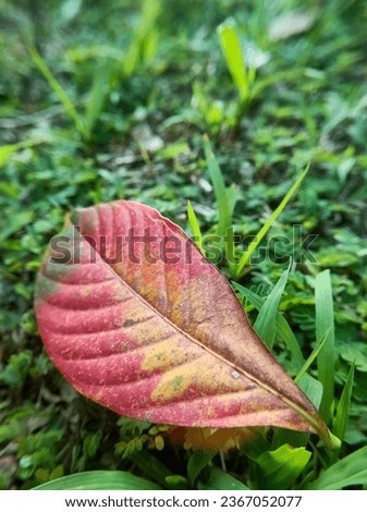 Reddish dry leaves on green grass