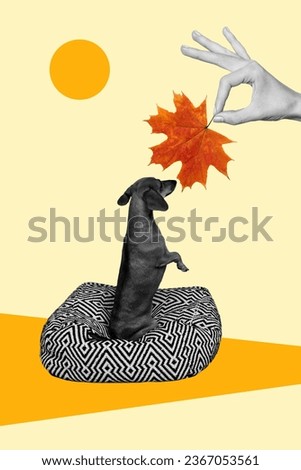 Picture poster image collage of female hands showing dog dry orange color maple leaf isolated on drawing background