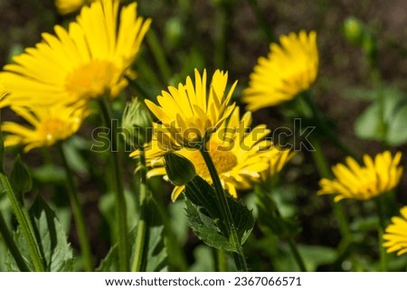 Bright yellow daisies with dark green leaves in the flowerbed. Flower background in sunny summer day. Copy space. Background for affirmations and quotes. High quality photo