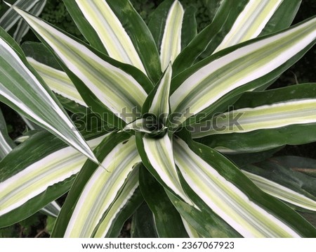 Detail of Cornstalk dracaena (Dracaena fragrans) plant Royalty-Free Stock Photo #2367067923