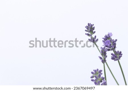 Fresh lavender flowers on a white background. Minimalist lavender frame for your text on cards, banners, templates. Violet backdrop with flowers. Lavender flowers framing.