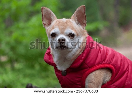 Portrait of a chihuahua wearing a red coat in the forest