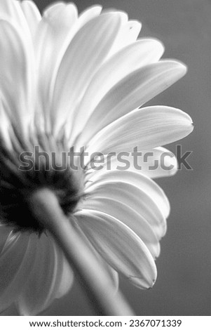 Black and white image. Gerbera daisy. Close up. Macro. Underside. Back. Bottom. Stem. Petals. Texture. Drama. Dramatic. Beauty. Selective focus. Bokeh. Stunning. Flower. Floral. Bloom. Background.