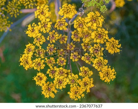 Macro-photography of the tiny yellow flowers and buds of fennel, captured in a farm near the colonial town of Villa de Leyva in central Colombia.
