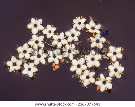 Macro photography of some fallen elder flowers floating in the water  of a tank, in a farm near the town of Arcabuco in central Colombia. Royalty-Free Stock Photo #2367077643