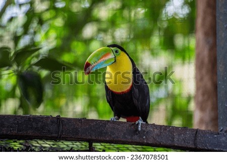 Toucan a colorful bird with a big beak