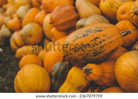 Pumpkin closeup background,  concept harvest.