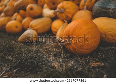 Pumpkin closeup background, concept harvest.