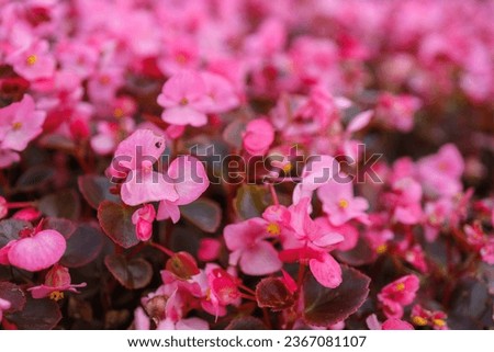 Begonia background, beautiful pink picture.