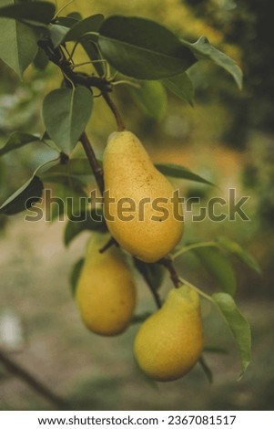 Ripe pears on a branch in the garden, harvest concept.