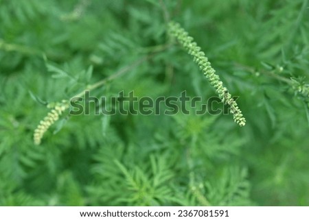 ragweed flowers close-up, green branches of ragweed, flowers that cause allergies, allergen, blooming exceedingly inconspicuous, green ragweed branches close-up, texture of ragweed leaves
