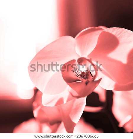 Beautiful fresh orchids, blooming flowers, flowering plants, red natural background for text
