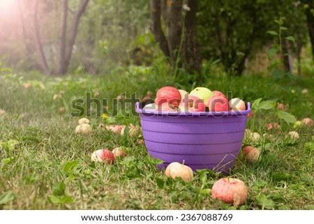Autumn background - red and yellow apples with a bowl on green grass in the garden