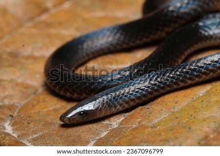 Hoffmann's earth snake (Geophis hoffmanni)