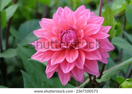Deep dusky pink decorative dahlia 'Feline Yvonne' in flower.  Royalty-Free Stock Photo #2367100573