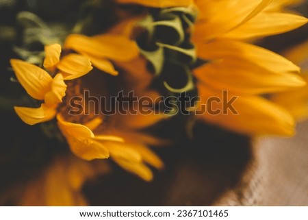 Sunflower close-up beautiful summer background.