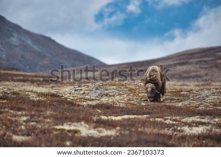 Musk Ox in Dovrefjell National Park Royalty-Free Stock Photo #2367103373