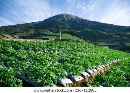 Potato plants in a plantation with a mountain background and cloudy blue sky
