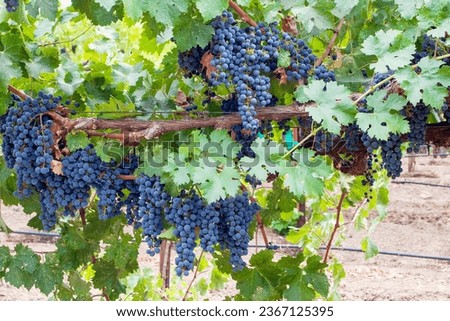 Cabernet Sauvignon grapes ready for harvest Royalty-Free Stock Photo #2367125395