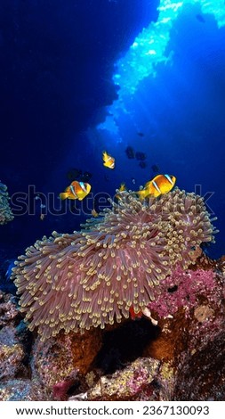 Beautiful and beautiful underwater photo of clownfish Nemo at anemone in rays of sunlight.
