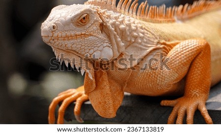 A close-up photo of an orange iguana sunbathing with beautiful skin color and details. Royalty-Free Stock Photo #2367133819