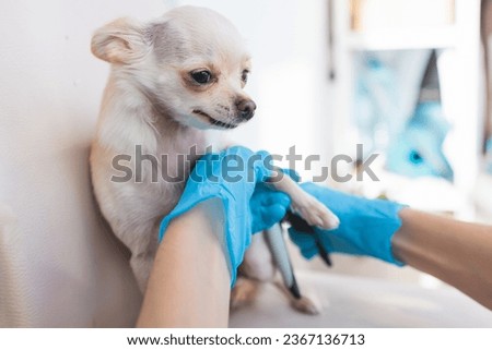 Veterinarian specialist holding tiny white dog, process of cutting dog claw nails of a small breed dog with a nail clipper tool, close up view of dog's paw, trimming pet dog nails manicure at home
