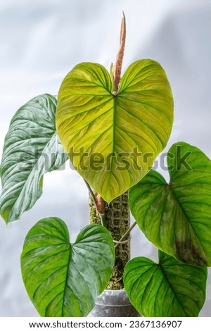 Philodendron Majestic, a climbing tropical aroid plant with heart-shaped leaves and silvery variegation. Philodendron 'Majestic' is a hybrid cross between Philodendron sodiroi and Philodendron verruco Royalty-Free Stock Photo #2367136907