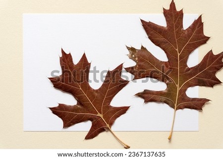 close-up of two deep brown-red oak leaves on blank white paper and frame background