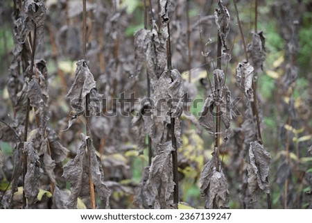 extra dry browned leaves of tall plants (perhaps teasel) in the park Royalty-Free Stock Photo #2367139247