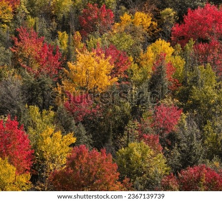 Vivid fall colour in Ontario boreal forest