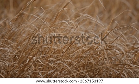 Brown wild weeds due to drought in the dry season