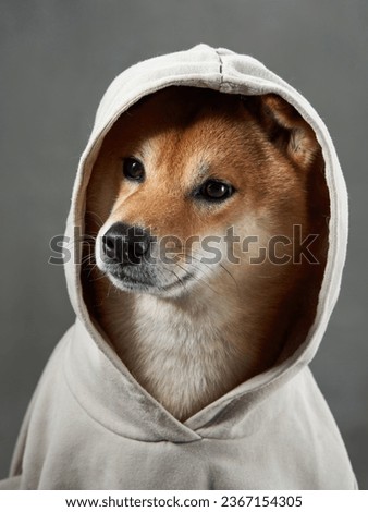 dog in a hood. Funny Shiba Inu in clothes. Pet indoors