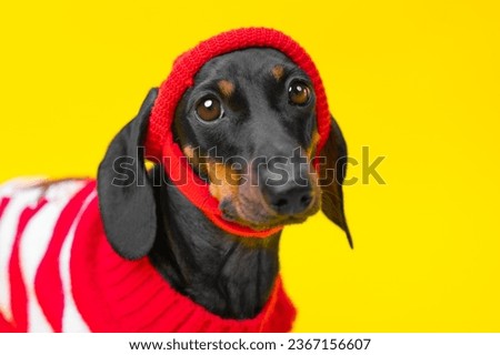 Portrait of unhappy sad dog dachshund puppy in a red sweater, warm hat, autumn blues, cold, weakness . Fall cold snap, kids fashion collection. Pet dressed in knitted clothes is waiting for walk Royalty-Free Stock Photo #2367156607