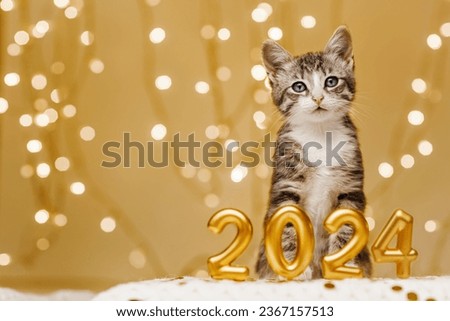 The kitten stands peacefully behind the inscription of the numbers of the upcoming new year 2024 on a light background of lights from garlands. Royalty-Free Stock Photo #2367157513