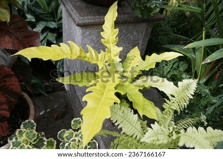 The bright yellow leaves color of Philodendron Golden Crocodile Royalty-Free Stock Photo #2367166167