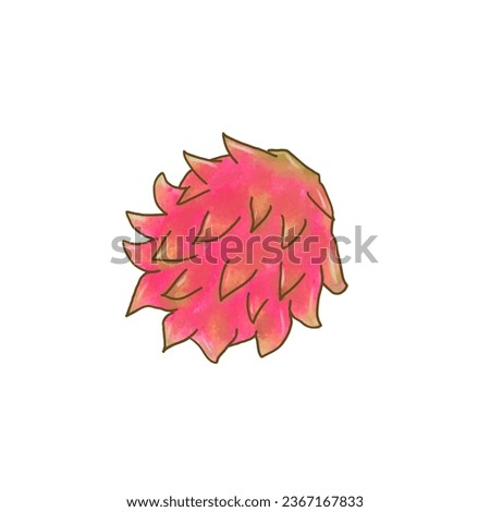 Cute and simple hand drawn illustration of dragon fruit